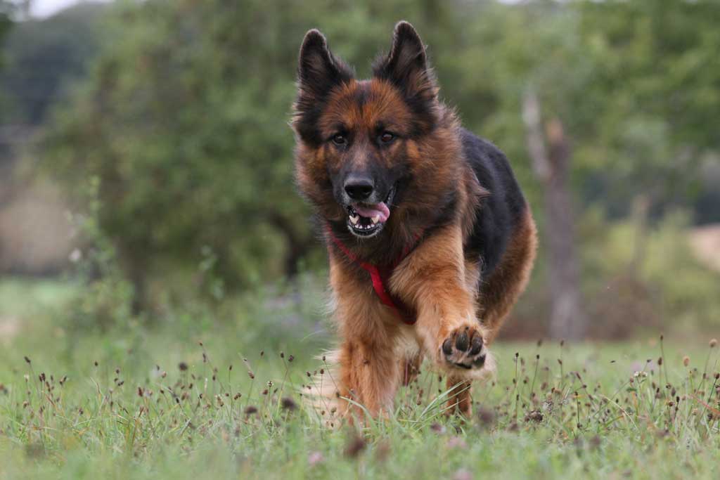 laufender Schäferhund